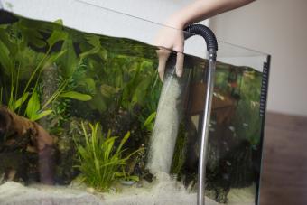 Vacuuming the substrate in a planted aquarium