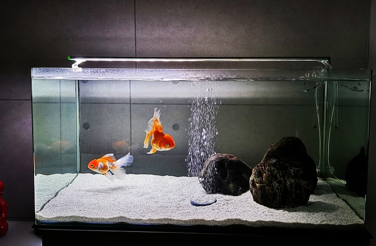 Determining the Minimum Tank Size for 2 Goldfish