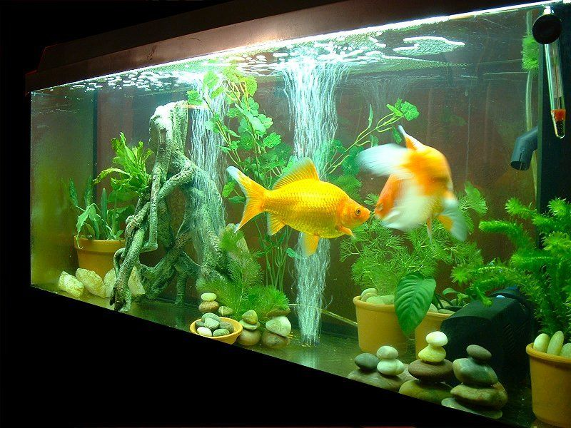 Considering the Filtration Needs of Goldfish