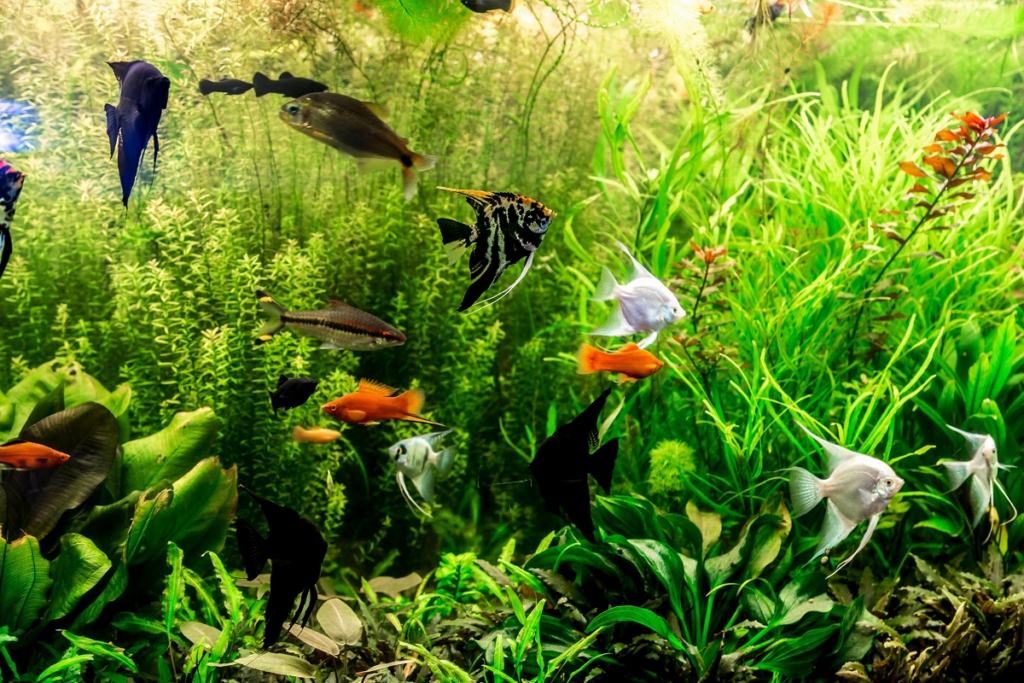 Peaceful Community Fish for a 10 Gallon Tank