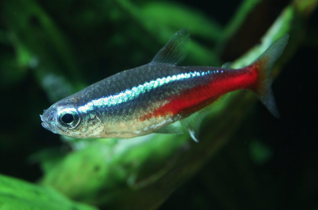 How Long Does A Neon Tetra Live?