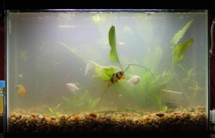 Cloudy water in the freshwater aquarium