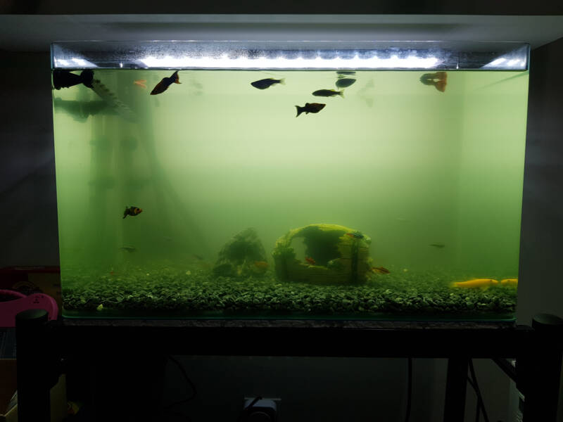 Will Cloudy Water Hurt My Fish?