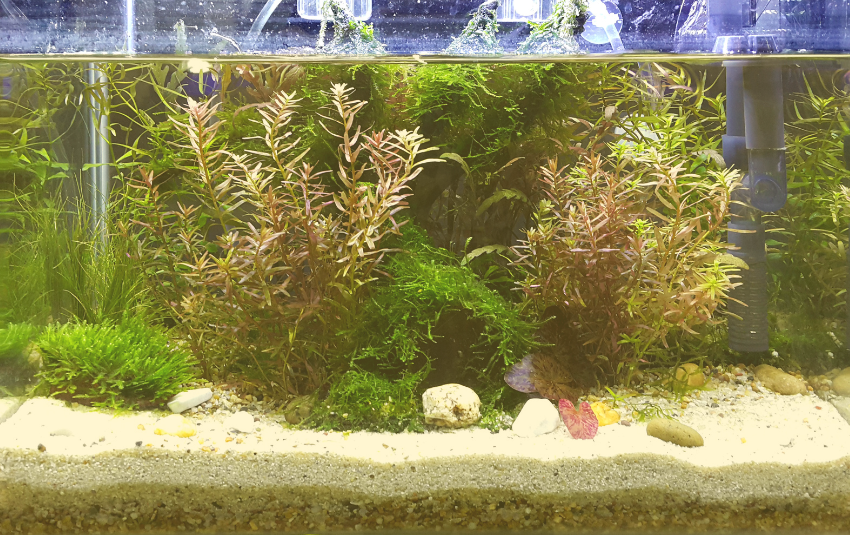 Why Is My Fish Tank Cloudy: 8 Causes and Easy Ways To Fix It