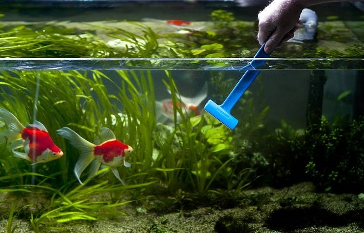 Clearing Cloudy Water in Your Fish Tank