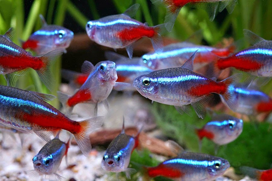 Typical Behaviour Of Neon Tetra Fish