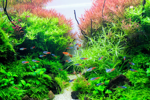 Tips for Ensuring the Longevity of Your Neon Tetras