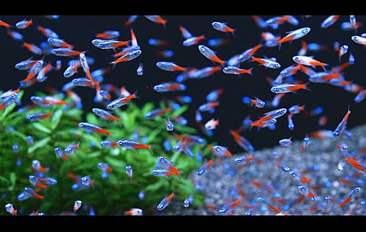 Dealing with Neon Tetra Mortality