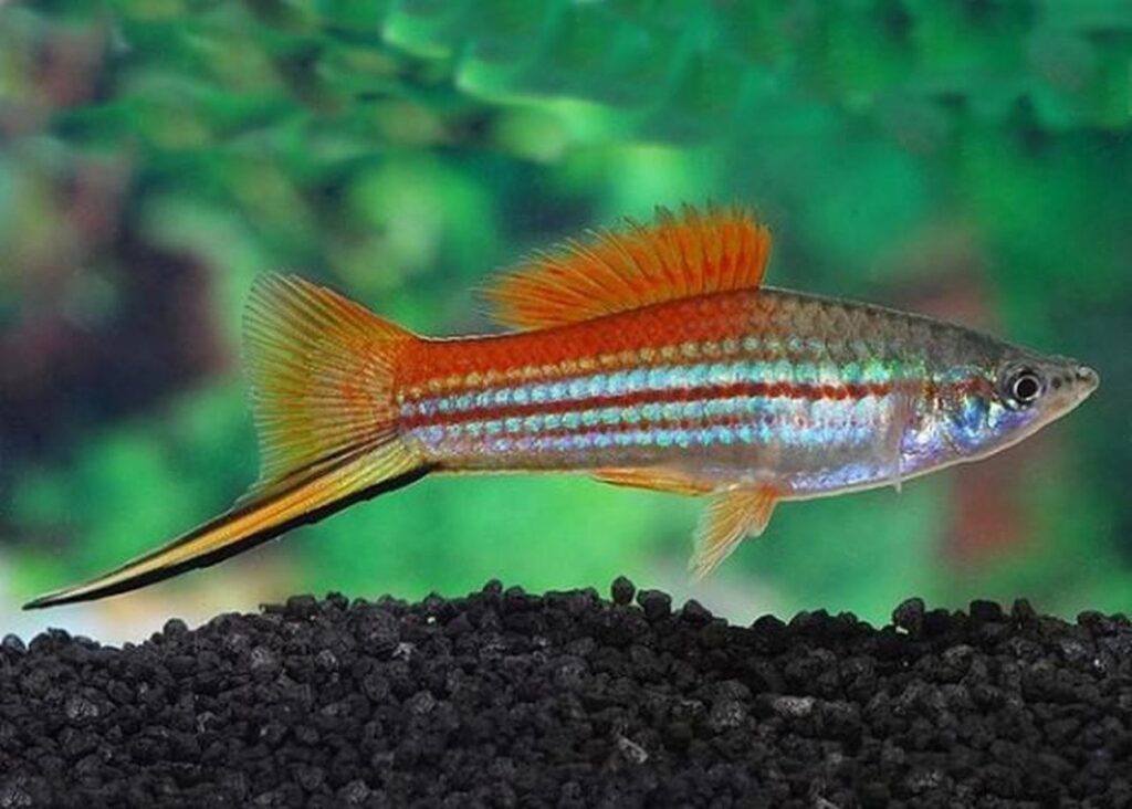 Swordtail Fish Origins and Habitat