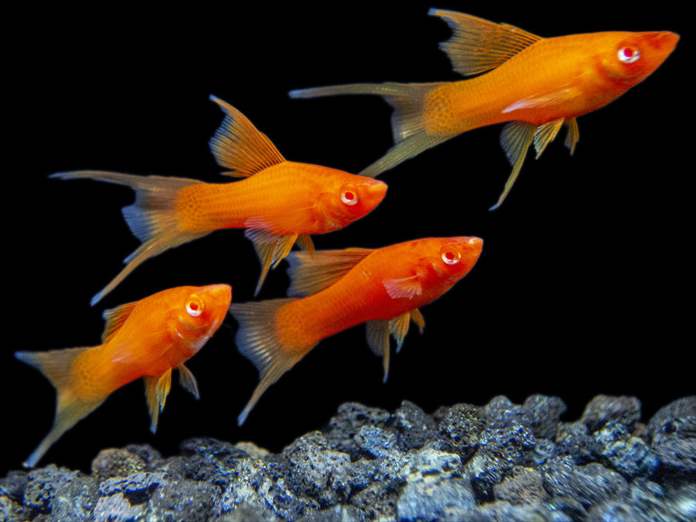 Tips for Introducing New Swordtails to an Existing Group