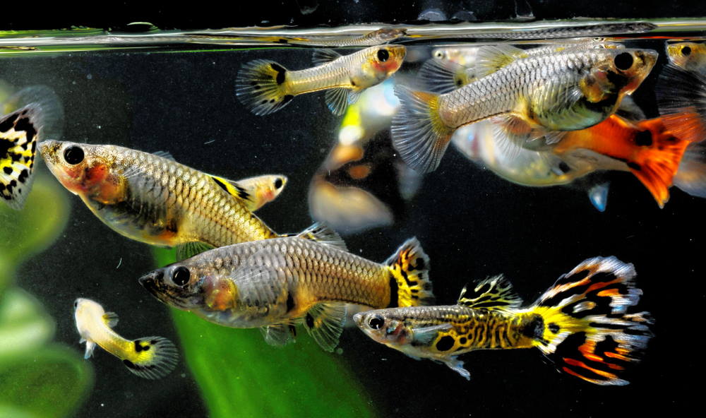 What Do Guppies Like In Their Tank?