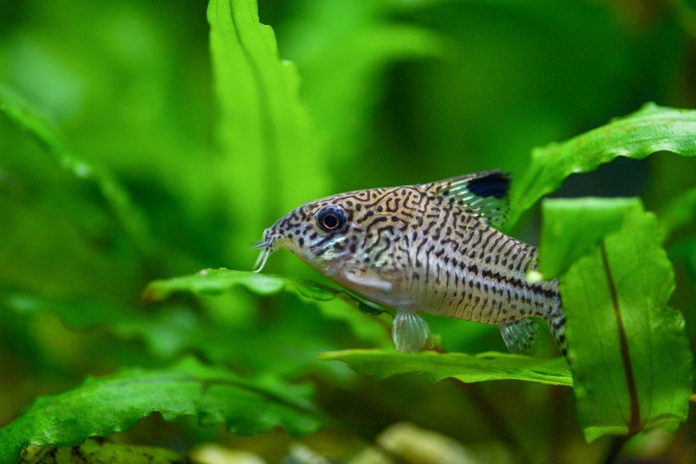 How Many Cory Catfish Should Be Kept Together?
