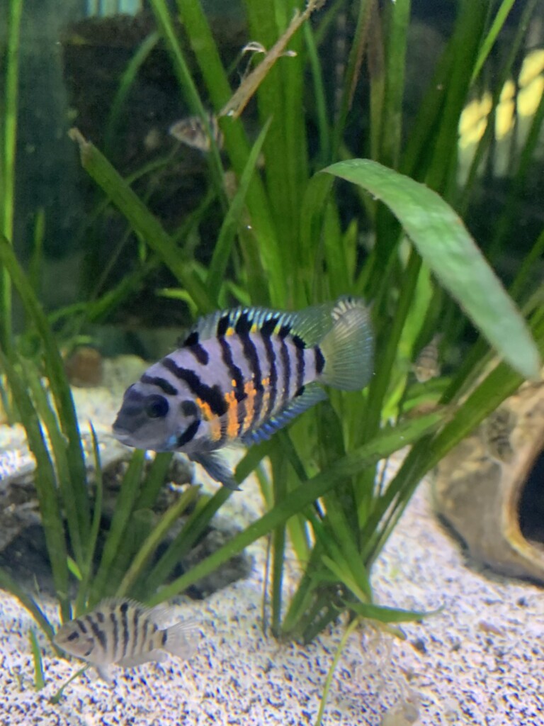 Convict Cichlid in planted tank