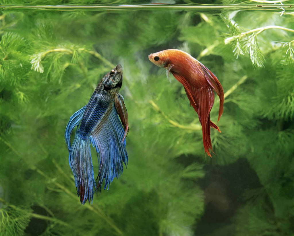 How Many Betta Fish Can Live Together?