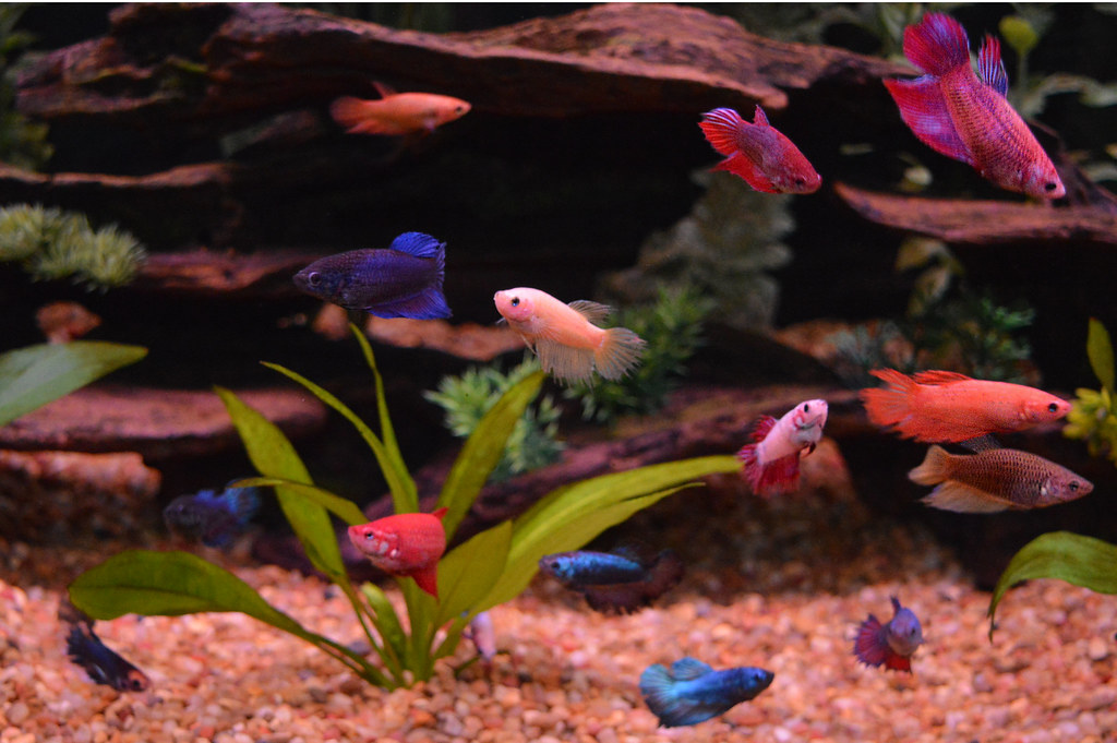 Factors to Consider Before Introducing Multiple Betta Fish