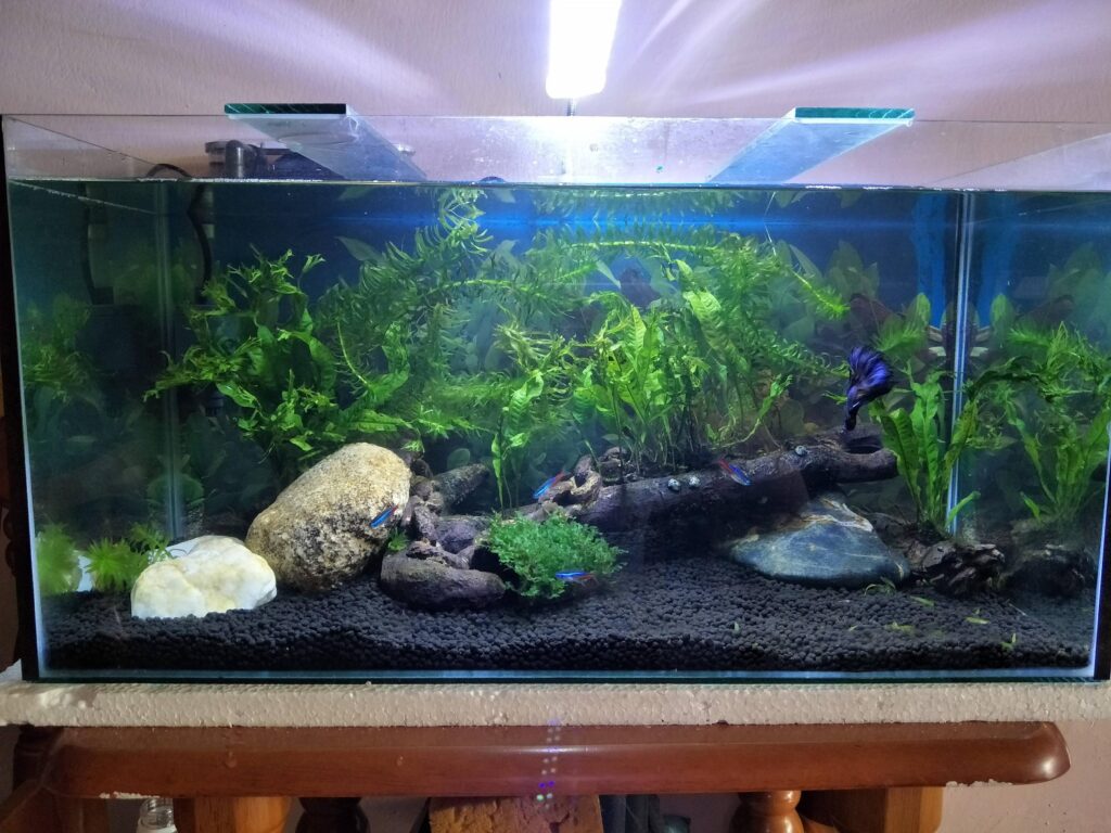 Determining the weight of a 55-gallon fish tank