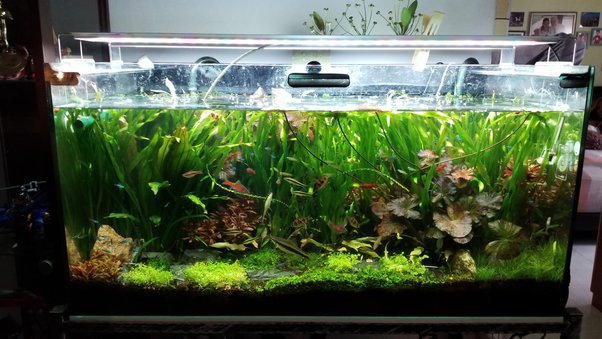 Managing the weight of a 55-gallon fish tank