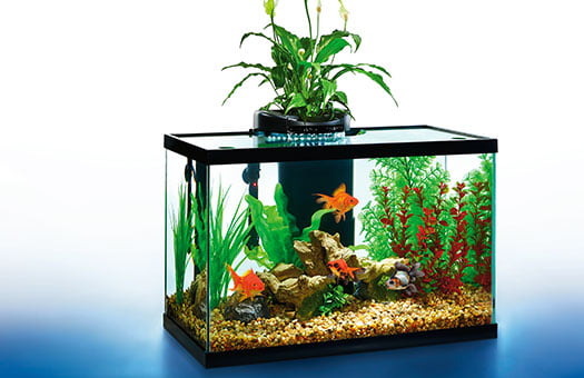 Choosing the Right Dimensions for a 20 Gallon Fish Tank