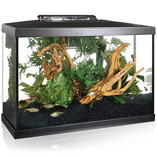 Best 20 Gallon Fish Tank & How To Set It Up 20223