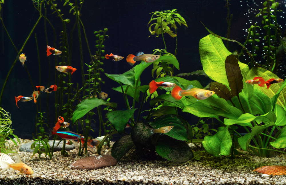 What Size Tank Do Guppies Need?