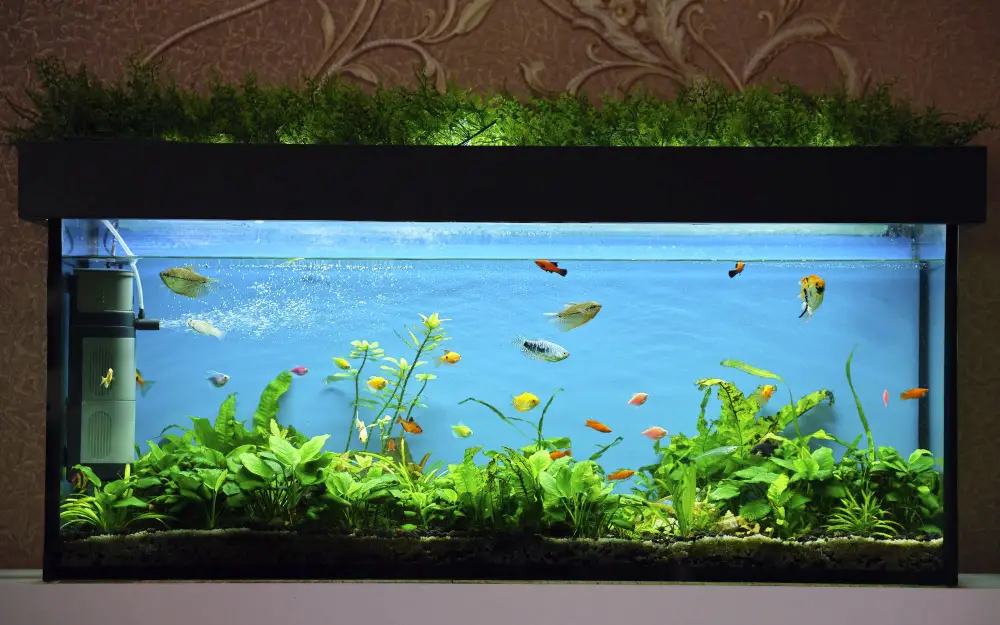 Factors to Consider When Determining Tank Size for Guppies