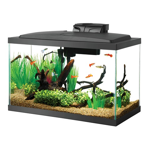 Setting Up the Ideal Guppy Tank