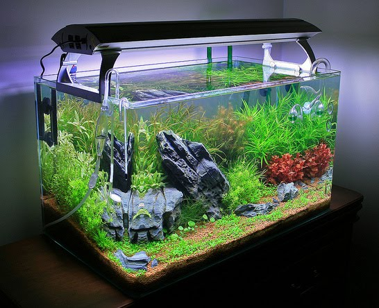 Additional Considerations for Guppy Tanks