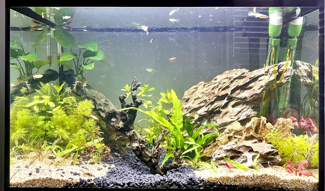 Beautiful but smelly fish tank