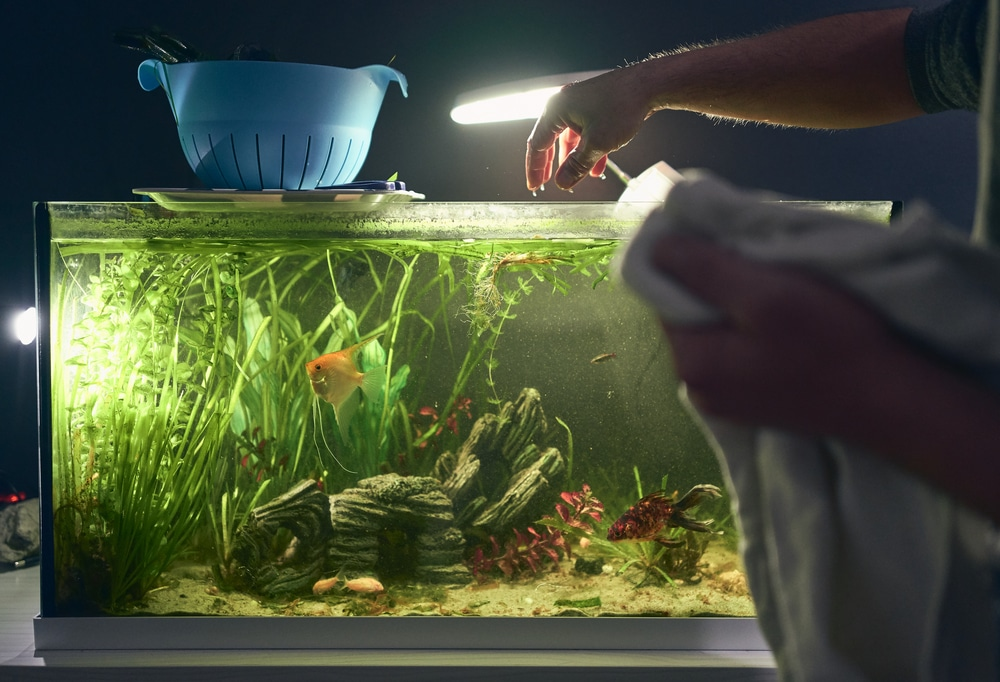 How Do I Stop My Fish Tank From Smelling?