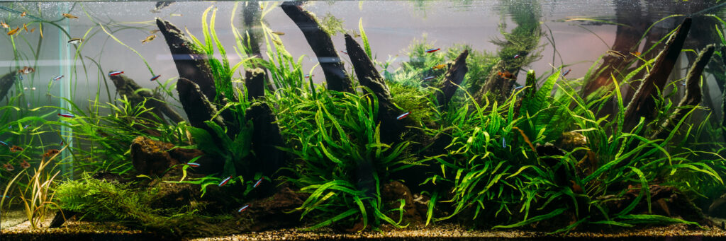 Maintenance and care tips for real plants in fish tanks