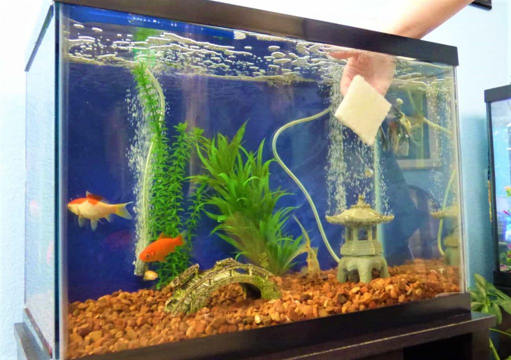 Troubleshooting Common Fish Tank Odor Problems