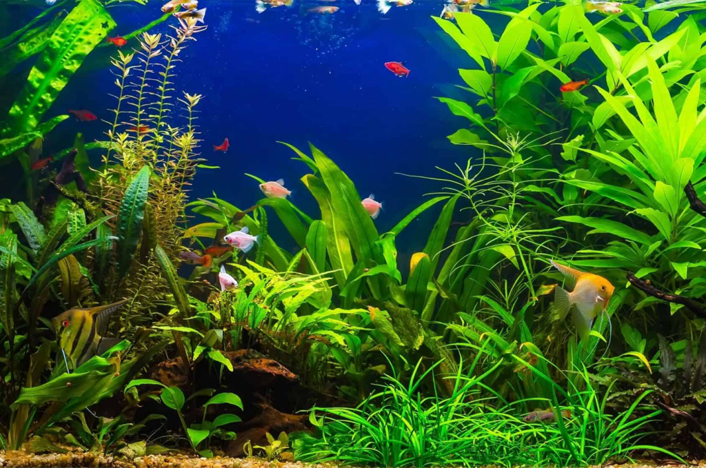 Are Real Plants Good For Fish Tanks?