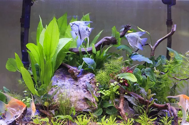 Factors to consider before choosing real plants for fish tanks