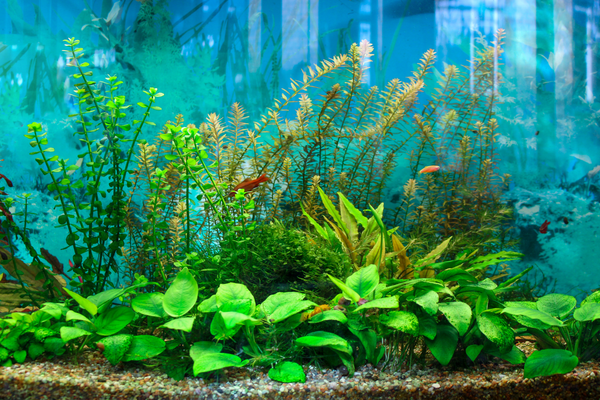 Common misconceptions about real plants in fish tanks