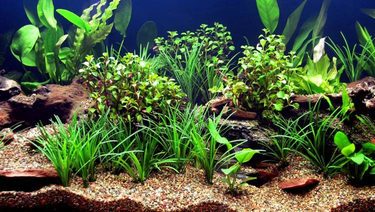 Live Aquarium Plants 