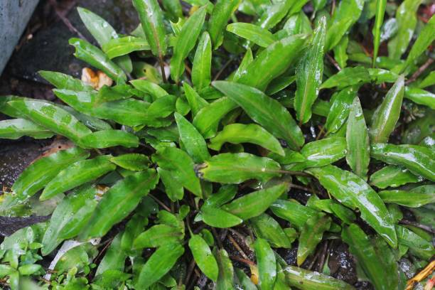 Cryptocoryne wendtii