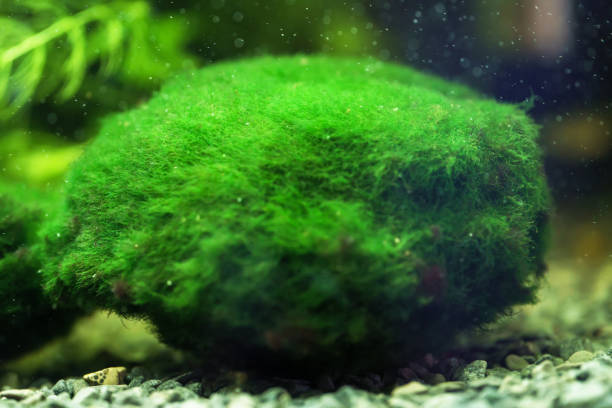 Marimo Moss Ball 