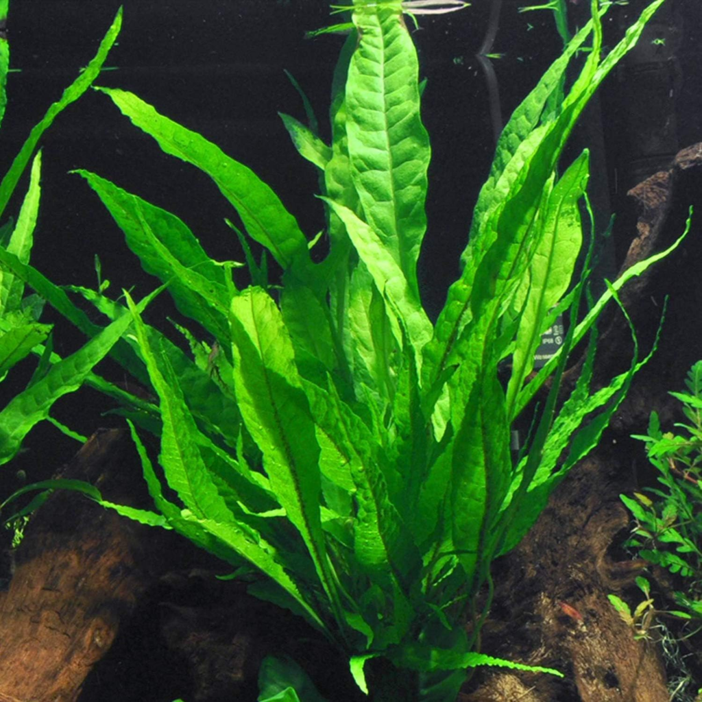 Java Fern