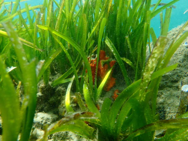 Vallisneria