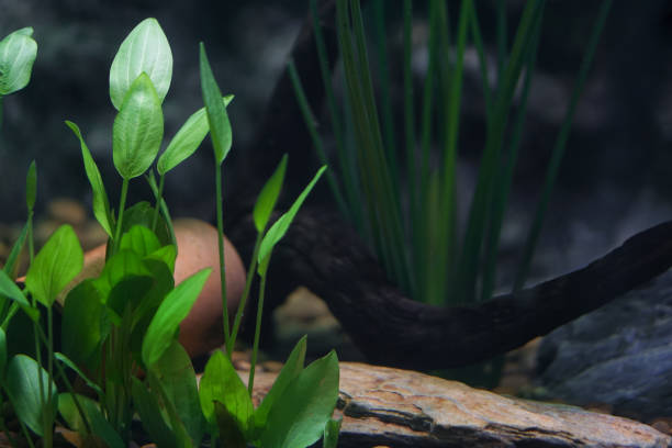 Cryptocoryne Lutea