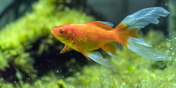 Comet Goldfish 