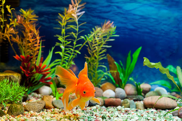 Fantail Goldfish