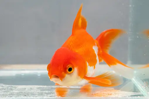 Ryukin Goldfish 