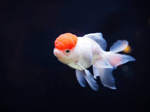 Oranda Goldfish