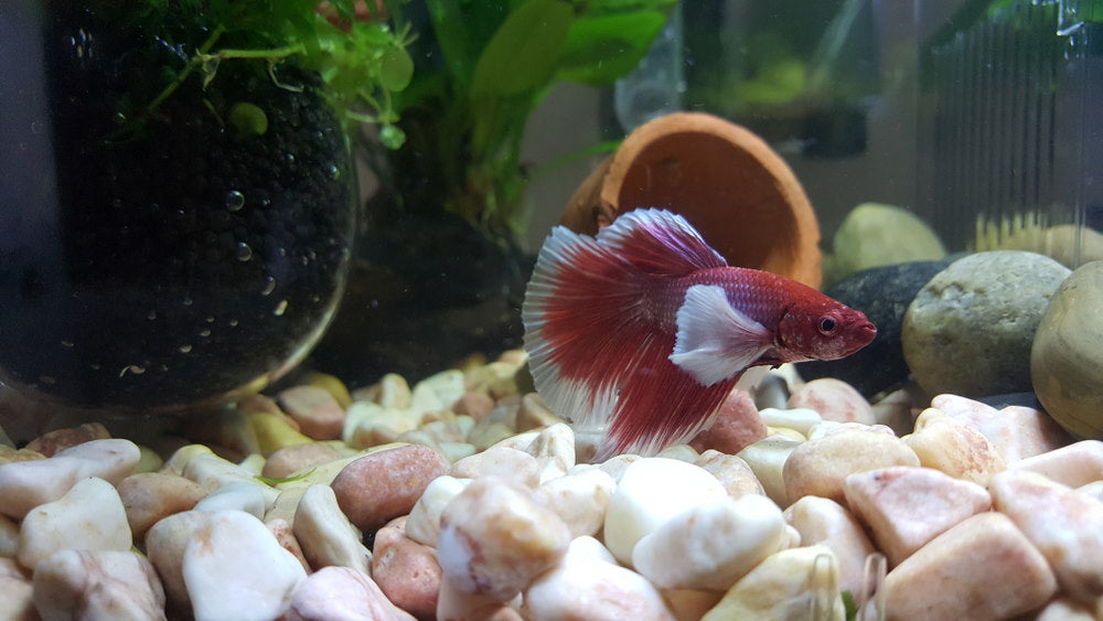 Alternative Approaches for Housing Multiple Betta Fish