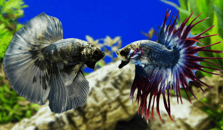 Factors to Consider Before Housing Multiple Betta Fish