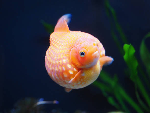 Pearlscale Goldfish