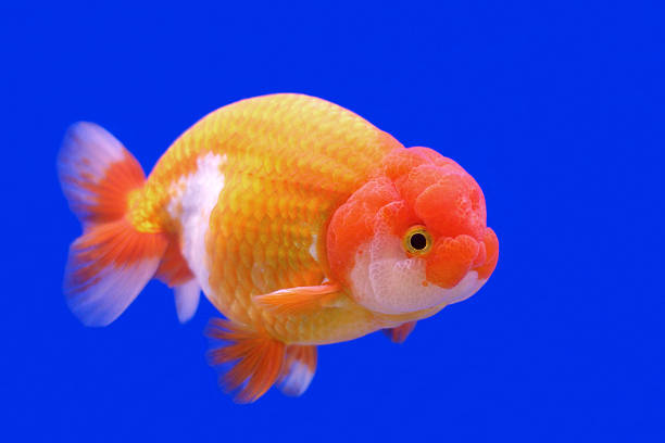 Lionhead Goldfish