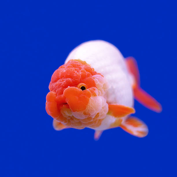 Ranchu Goldfish