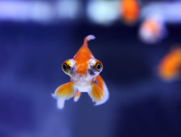 Telescope Eye Goldfish